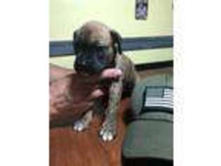 Boxer Puppy for sale in Keene, NH, USA