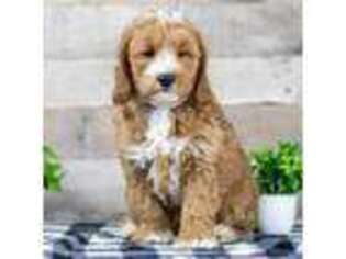 Goldendoodle Puppy for sale in Goshen, IN, USA