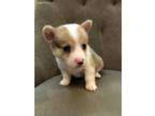 Pembroke Welsh Corgi Puppy for sale in Poth, TX, USA