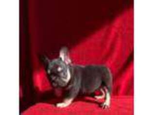 French Bulldog Puppy for sale in Summerdale, AL, USA