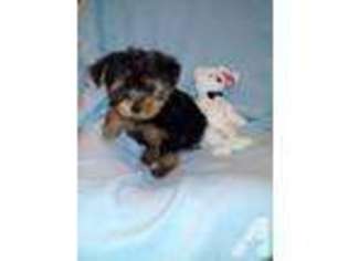 Yorkshire Terrier Puppy for sale in MILNER, GA, USA