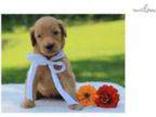 Goldendoodle Puppy for sale in Lexington, KY, USA