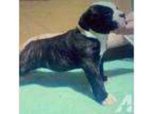 Olde English Bulldogge Puppy for sale in FOLSOM, CA, USA