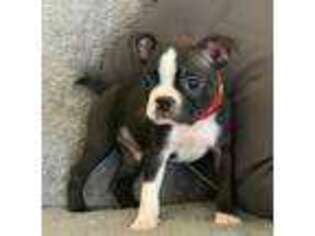 Boston Terrier Puppy for sale in Corona, CA, USA
