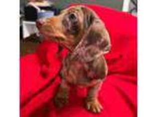 Dachshund Puppy for sale in Chipley, FL, USA