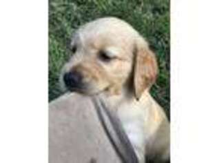 Golden Retriever Puppy for sale in Warrenton, VA, USA