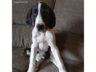 Great Dane Puppy for sale in Mccleary, WA, USA