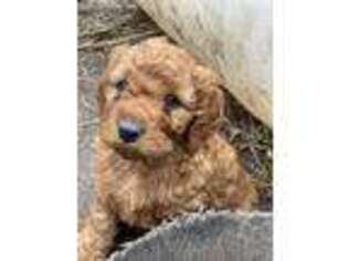 Goldendoodle Puppy for sale in Norway, MI, USA