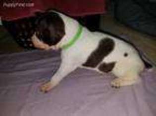 German Shorthaired Pointer Puppy for sale in Check, VA, USA