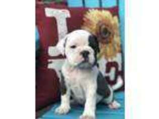 Bulldog Puppy for sale in Leo, IN, USA
