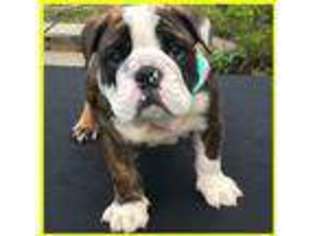 Bulldog Puppy for sale in Cranston, RI, USA