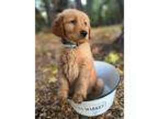 Golden Retriever Puppy for sale in Coulterville, CA, USA