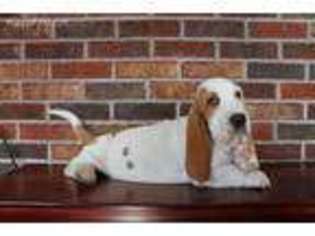 Basset Hound Puppy for sale in Big Stone Gap, VA, USA