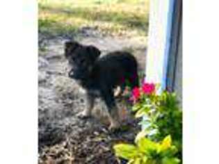 German Shepherd Dog Puppy for sale in Sumterville, FL, USA