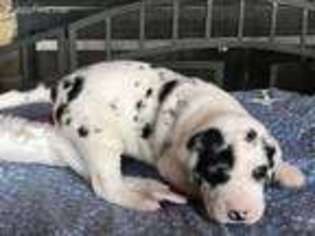 Great Dane Puppy for sale in Big Sandy, TN, USA