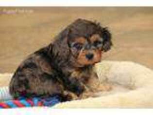 Cavapoo Puppy for sale in Centerville, IA, USA