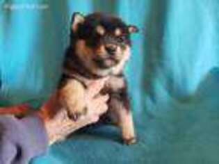 Shiba Inu Puppy for sale in Ogden, IA, USA