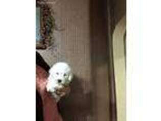Bichon Frise Puppy for sale in Edinburg, PA, USA