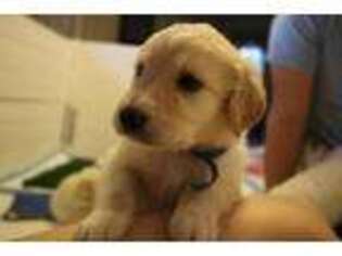 Golden Retriever Puppy for sale in Kyle, TX, USA