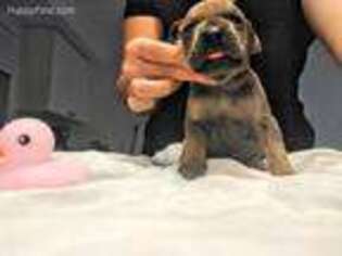 Great Dane Puppy for sale in Port Charlotte, FL, USA