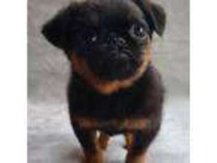 Brussels Griffon Puppy for sale in La Crosse, WI, USA