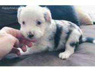 Miniature Australian Shepherd Puppy for sale in Edgewood, MD, USA