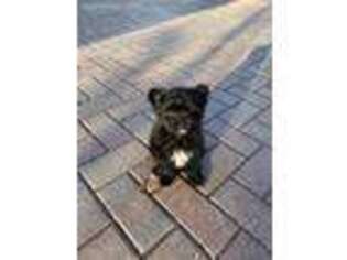 Maltipom Puppy for sale in Pompano Beach, FL, USA