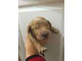 Goldendoodle Puppy for sale in Ada, OK, USA