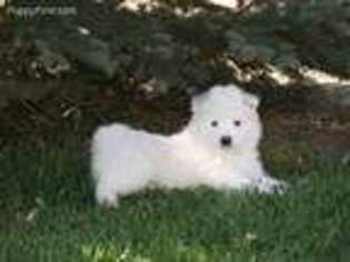 Samoyed Puppy for sale in Nunn, CO, USA