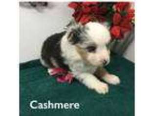 Miniature Australian Shepherd Puppy for sale in Clare, MI, USA