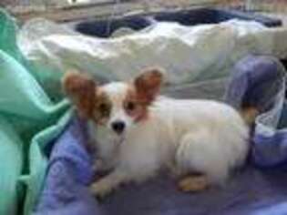 Papillon Puppy for sale in Lockesburg, AR, USA