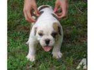 Olde English Bulldogge Puppy for sale in BENTON, MO, USA
