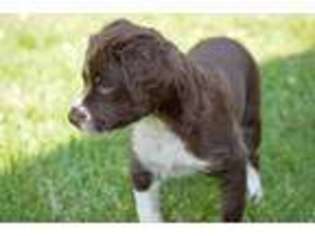Brittany Puppy for sale in New Athens, IL, USA