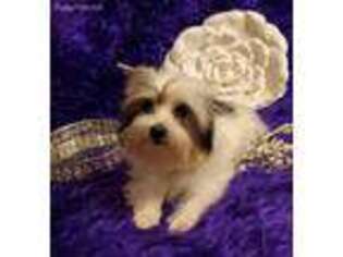 Yorkshire Terrier Puppy for sale in Clayton, OK, USA