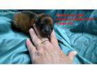 Pomeranian Puppy for sale in Vinemont, AL, USA