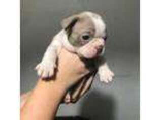 Boston Terrier Puppy for sale in Reddick, FL, USA