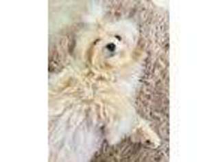 Maltese Puppy for sale in Snowflake, AZ, USA