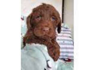 Labradoodle Puppy for sale in Wolcottville, IN, USA