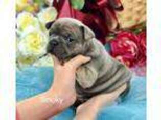 French Bulldog Puppy for sale in Ruskin, NE, USA