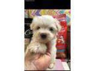 Maltese Puppy for sale in Edgar Springs, MO, USA