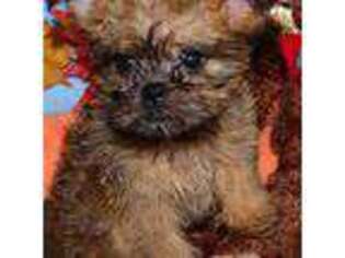 Brussels Griffon Puppy for sale in Kearney, NE, USA
