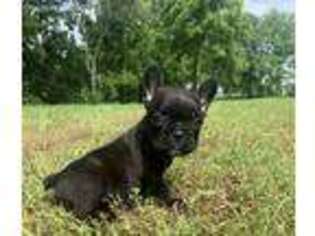 Pug Puppy for sale in Anderson, MO, USA