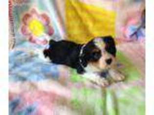 Cavalier King Charles Spaniel Puppy for sale in Texarkana, AR, USA