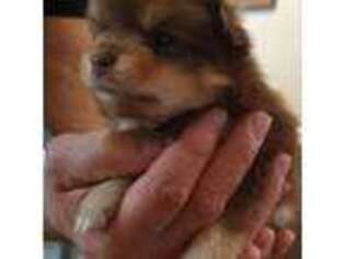 Pomeranian Puppy for sale in Swansea, MA, USA