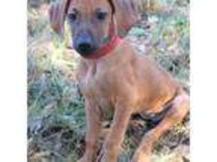 Rhodesian Ridgeback Puppy for sale in Holden, MO, USA