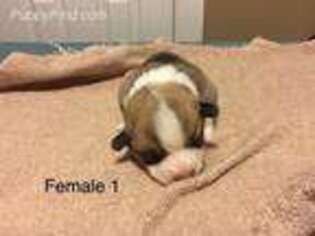 Pembroke Welsh Corgi Puppy for sale in Ardmore, AL, USA