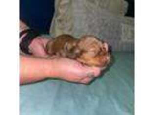 Dachshund Puppy for sale in West Plains, MO, USA