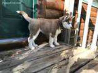 Siberian Husky Puppy for sale in Staples, MN, USA