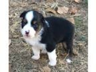 Miniature Australian Shepherd Puppy for sale in Marlow, OK, USA