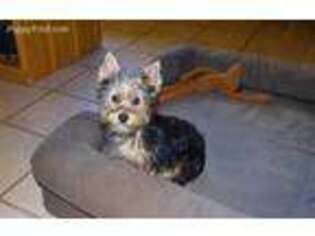 Yorkshire Terrier Puppy for sale in Mc Allister, MT, USA